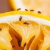 Last van fruitvliegjes? Zo verban je ze uit de keuken