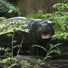Tiere: Viele Besucher - die letzten Stunden mit Mini-Hippo Toni