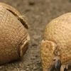 Un bébé tatou à trois bandes albinos est né au zoo de Beauval, une première mondiale