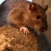 Via de ratten-A28 kan de rat moeiteloos een dagje badkamer doen