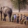 Personnes piétinées, cultures saccagées… Ce pays subit la face sombre du repeuplement d’éléphants