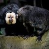 Unangemessenes Verhalten: Empörung über Zoo-Besucher in Tschechien