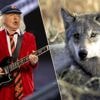 Thunderstruck van AC/DC of een scène uit ‘Marriage Story’: Amerikaanse staat Oregon wil wolven afschrikken met allerlei geluidsfragmenten