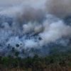 Tropical forests destroyed at fastest recorded rate last year