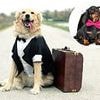 Why it's cheaper to take your sick pet to Europe than pay rip-off vet fees here: Exactly where to go, how much it'll cost and how to do it revealed by money experts