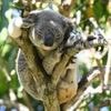 Hoffnung für Beuteltiere: Australien lässt Impfstoff gegen tödliche Koala-Krankheit zu