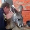 Watch: Moment police apprehend a runaway kangaroo in Colorado