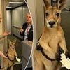 Viral kangaroo clip sends viewers into a crisis... but can YOU spot the problem?