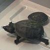 Turtle meets grim fate after Florida woman attempts to smuggle creature through airport TSA inside her bra
