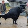 Jeremy Clarkson jokes about fears he's raised a 'transgender pig' and spent £5,500 on a 'gay bull' in the new series of Clarkson's Farm