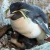 Küken im April geschlüpft: Zoo Berlin begrüßt ein neues Pinguinbaby