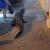 Watch: Virginia police find alligator outside motel