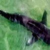 Man missing after rare shark attack in Israel