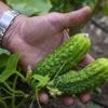 Comment cultiver vos concombres et cornichons au jardin ? Voici les conseils d’un spécialiste