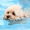 Tiere im Schwimmbad: Hundebaden in zwei Berliner Freibädern am Ende der Saison