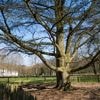 Kind (11) gezond en wel teruggevonden na zoekactie in Rivierenhof in Deurne