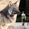 Rechter niet overtuigd dat wolf meteen moet worden doodgeschoten