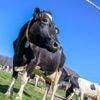 Nächtlicher Einbruch: Diebe stehlen Bullensperma aus Viehbetrieb