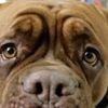 Viel Wasser, viel Wald, viel Wuff: Wo die Zahl der Hunde in Berlin steigt