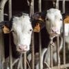 Maltraitance animale : plainte de L214 contre l’abattoir de Porto-Vecchio
