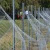 Tiere: Schweinepest: Sperrzonen in Brandenburg werden verkleinert