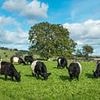 M&S, Ocado and Waitrose are latest supermarkets to back British beef