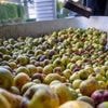 Parmi les cidres de la Manche… Quels sont nos cinq coups de cœur ?