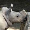 Un rhinocéros blanc voit le jour dans un parc de l’Aude : une naissance « exceptionnelle »