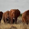 Kenyan farmers use bees and sesame to keep away marauding elephants