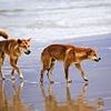 Dingo found 'deliberately decapitated' on K'gari - as horrified rangers launch an investigation
