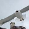 Attacking seagulls divebombing from roofs force posties to abandon their rounds over health and safety fears
