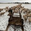 Yes, New Zealand still has more sheep than people. But humans are catching up
