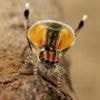 Mystery of dancing spiders' DNA could explain how they develop into new species