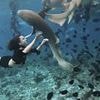 How safe is YOUR dream Maldives holiday? How swimmers have repeatedly been attacked by sharks in paradise islands' crystal clear waters