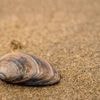 Coquillages, sable, galets… Qu’avez-vous le droit de ramasser sur la plage pendant vos vacances ?