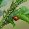 Geef meeldauw geen kans: tips om je planten gezond te houden zonder chemische bestrijding