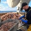 « C’est exceptionnel » : pourquoi le prix de la langoustine est si élevé ?