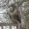 Dive-bombing buzzard's reign of terror forces primary school children inside at break times