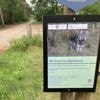 Stilte in Utrechtse bossen door bijtende wolf: 'Helft minder omzet'
