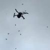 KIJK. Zwerm Aziatische hoornaars valt vliegende drone aan in Bekkevoort: “Het toestel zat vol met die diertjes”