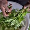 Forgotten 'weeds' prove a culinary hit in Kenya