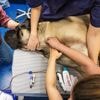 NVWA praat met dierenklinieken over inzet van onbevoegde diergeneeskundigen