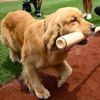 Nationals' bat-retrieving dog Bruce laps up pregame attention, makes MLB debut