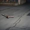 Case quacked: Flying duck caught by Swiss speed camera is repeat offender