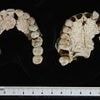 Skeleton in Alexander the Great's family tomb ISN'T his father, shock study claims