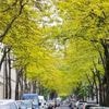 Weltweite Studie: Stadt-Begrünung könnte Zahl der Hitzeopfer deutlich senken