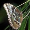 L’aile de ce papillon pourrait révolutionner le dépistage du cancer, révèle une étude américaine