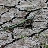 Nach Wasser lechzende Pflanzen: Monate fast ohne Regen - Droht ein schlimmer Dürresommer?