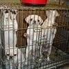 Who let the dogs in? Smugglers and criminal breeders are feared to be behind up to four in five of all puppy sales in UK