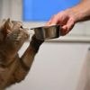 Sprachwissenschaft: Viadrina startet Studie zu Gesprächen mit Katze und KI